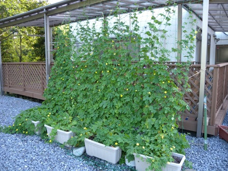植物と暮らしたい ゴーヤの緑のカーテン回復しました