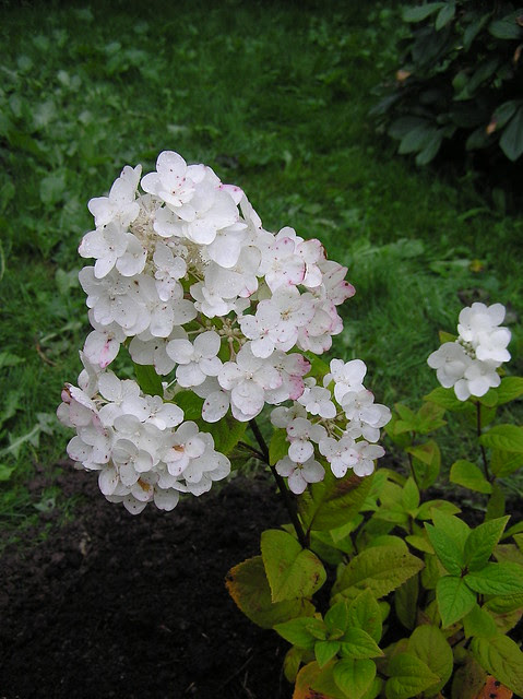 Hydrangea paniculata 'White Diamonds'