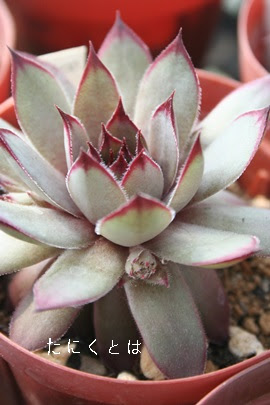 ホッピ センペルビウム属 ホッピの通販 ホッピ販売 ホッピの育て方殖やし方 Sempervivum Hopi 多肉永遠 たにくとはcuctus And Succulents Onlineshop From Japan Tanikutoha