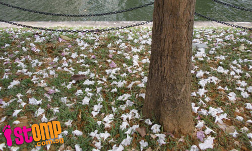 Banks of S'pore River covered in beautiful sakura-like petals