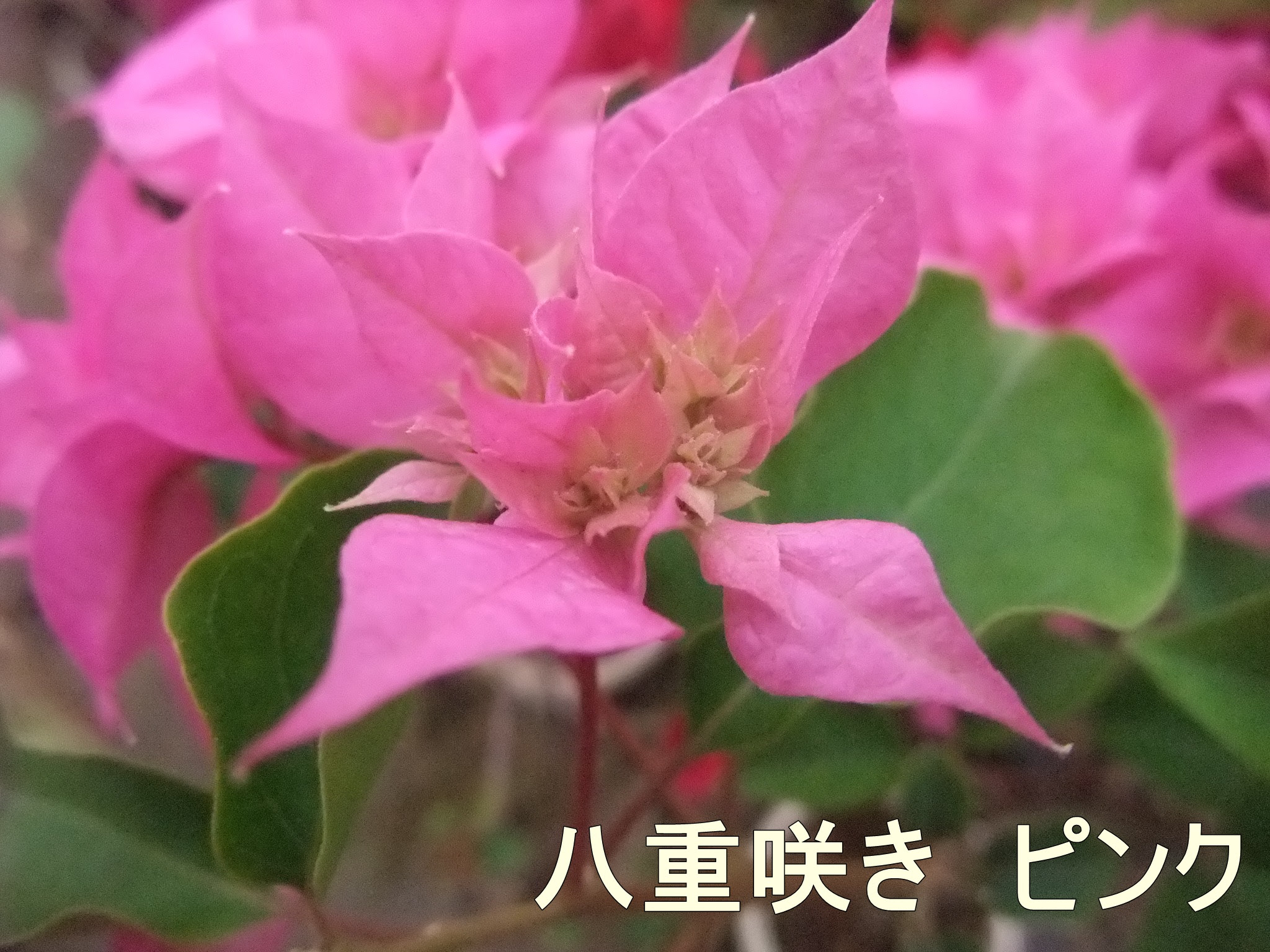 ブーゲンビリアの育て方  華こよみ