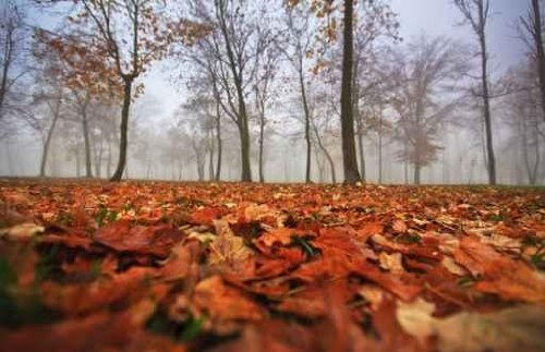 Autumn Foliage, Trees and Fog in November - 72"W x 47"H - Peel and Stick Wall Decal by Wallmonkeys