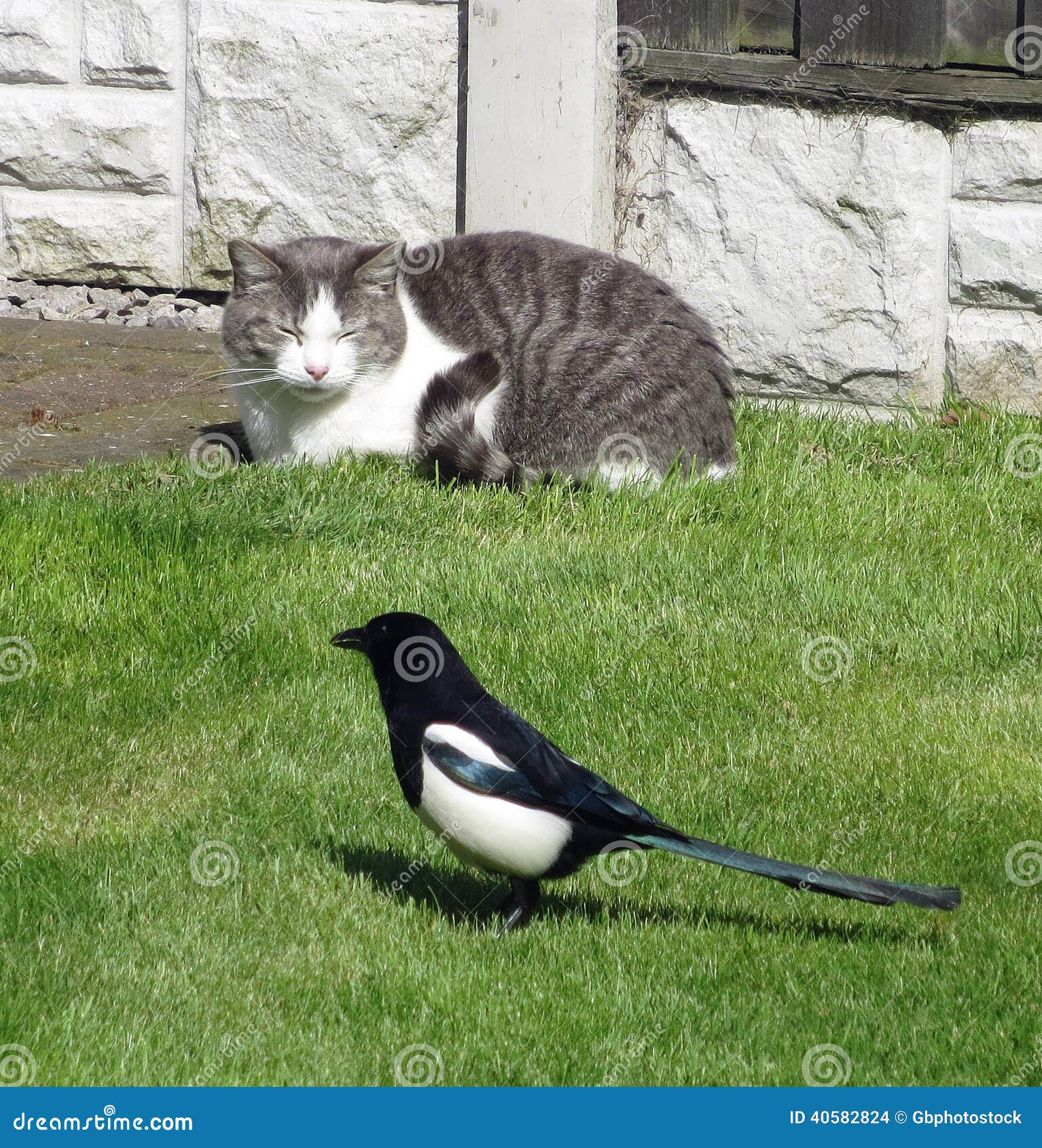 Cat And Magpie Stock Photo - Image: 40582824