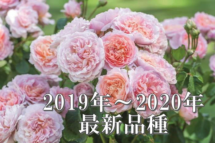 バラ苗 19年秋 年春 新品種のバラ苗 バラとハーブの専門ショップ 大神 おおが ファーム
