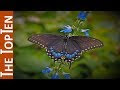 The Top Ten Most Beautiful Butterflies In The World YouTube