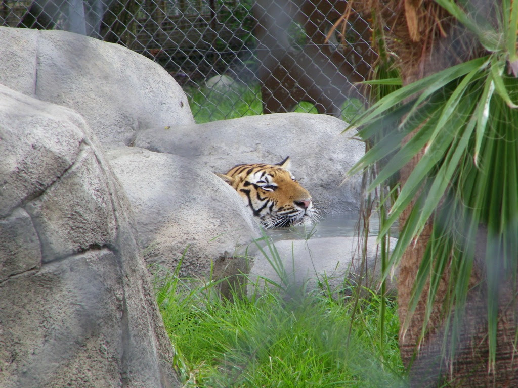 Big Cat Habitat, Sarasota, FL