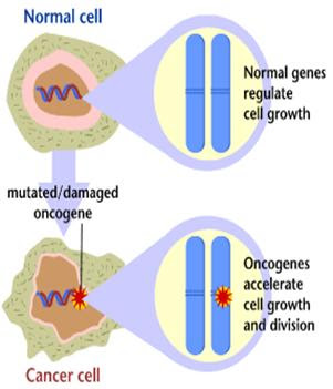 Specii vezicale vezicale