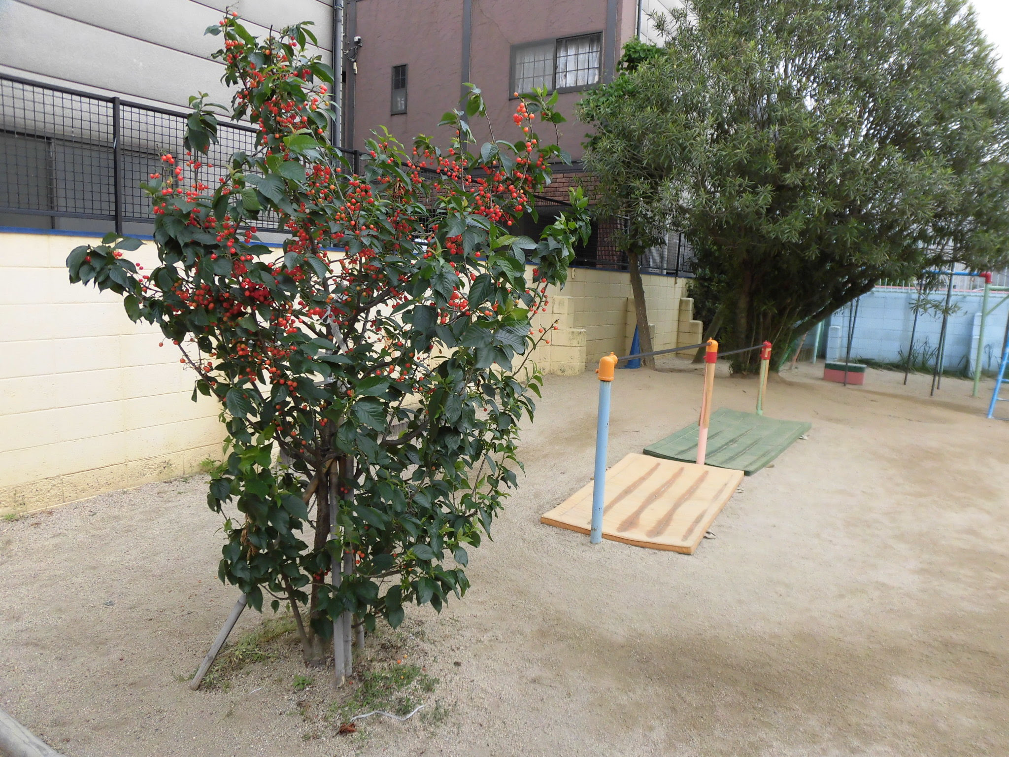 所庭にさくらんぼができました 大阪市立松通東保育所 社会福祉法人大和福祉会