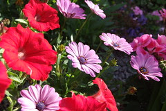 Summer Flowers #2