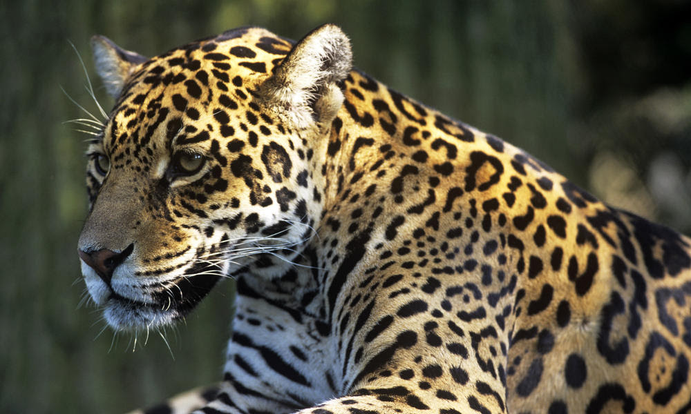 The Wildlife Hub The Amazon Rainforest
