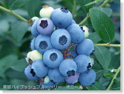ブルーベリーの品種 一般社団法人 日本ブルーベリー協会