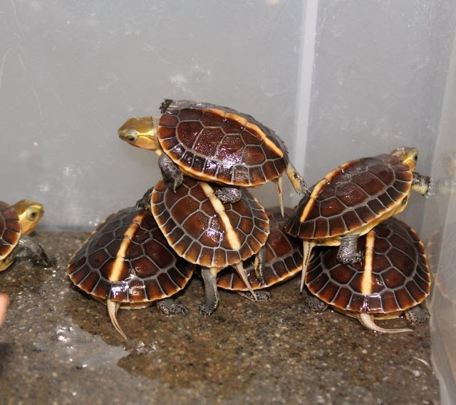 ピラミッド 亀 かめぞー日記 亀