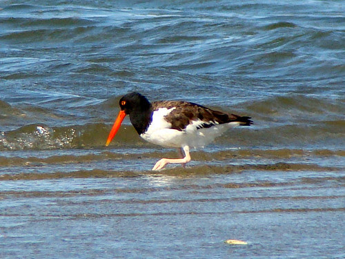 other oystercatcher