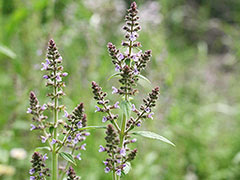 渡良瀬遊水地の湿性植物2 野山の花たち 東北と関東甲信越の花