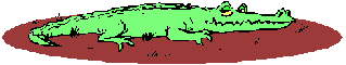 Alligator