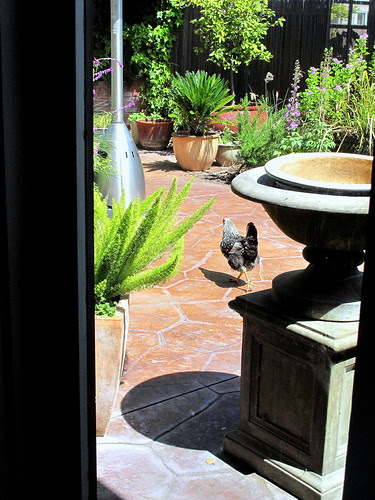 chicken running. Manresa - Waiting for Dinner - Neighbour#39;s chicken running away 2
