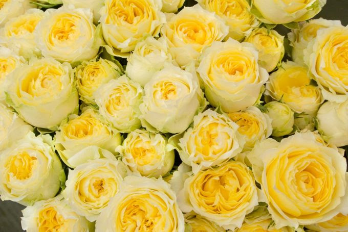 薔薇 バラ の花言葉 色別 ピンク 赤 白 黄 緑 紫 一覧 金魚のおもちゃ箱