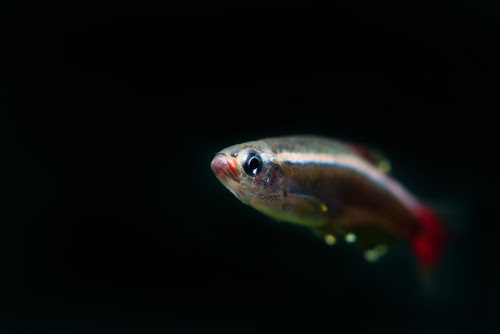 アカヒレの飼育 餌や量ややり方は 熱帯魚 淡水魚 海水魚の図鑑