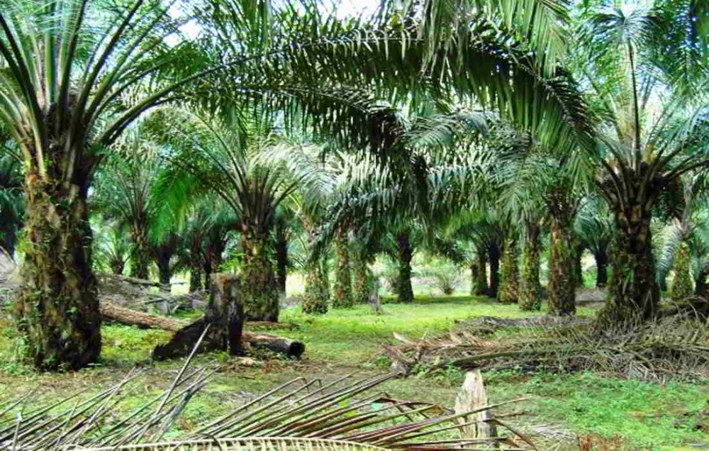 Jenis jenis Tanah Lahan yang Cocok untuk KELAPA SAWIT Jenis jenis Tanah Lahan yang Cocok untuk KELAPA SAWIT
