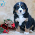 Bernese Mountain Dog Puppies Colorado Price : Below is a sample search of our bernese mountain dog breeders with puppies for sale.