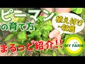 ピーマン 育て方 224976-ピーマン 育て方コツ