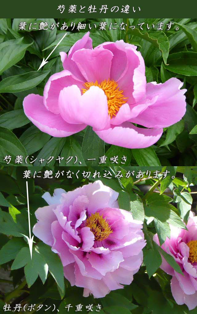 花図鑑 芍薬 シャクヤク と牡丹 ボタン の違い図解