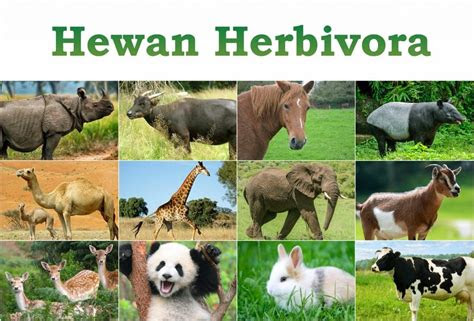 gambar hewan  makanannya macam macam binatang kurban  hari raya