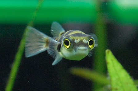 のほほん ふぐｄｉａｒｙ アベニーパファー 南米淡水フグとの生活 南米淡水フグ 虫歯かな