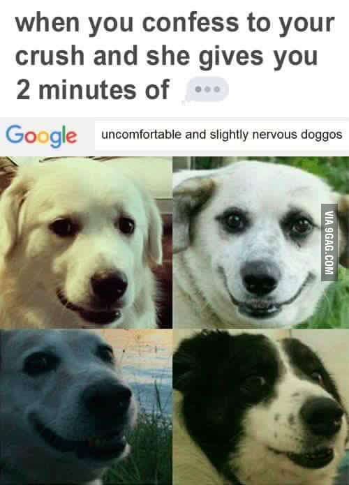 Slightly nervous doggos - 9GAG
