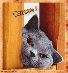 coucou !