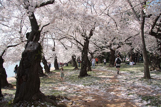 12年3月22日の気まぐれ桜旅日記 アメリカ合衆国ワシントンdc ポトマック河畔地区タイダルベイスン Hotel St Regis