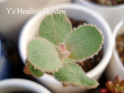 ユーカリテトラゴナ栽培 癒しの庭のおくりもの Y S Healing Garden