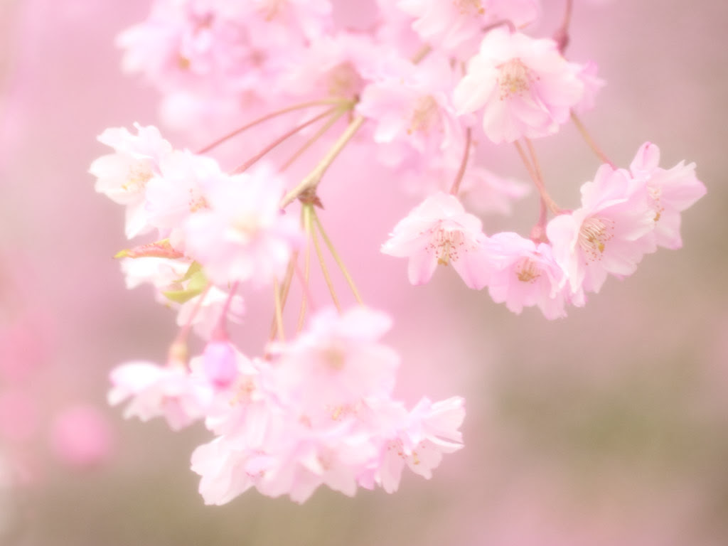 壁纸1024 768花开的季节精美壁纸壁纸 花开的季节精美壁纸壁纸图片 植物壁纸 植物图片素材 桌面壁纸
