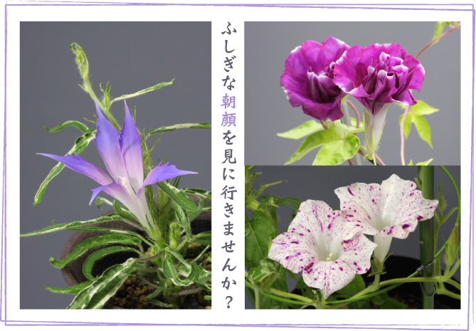 変化朝顔の展示 筑波実験植物園