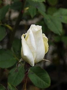 バラ 薔薇 の花言葉 本数と色別 赤 紫 オレンジ等 の意味まとめ