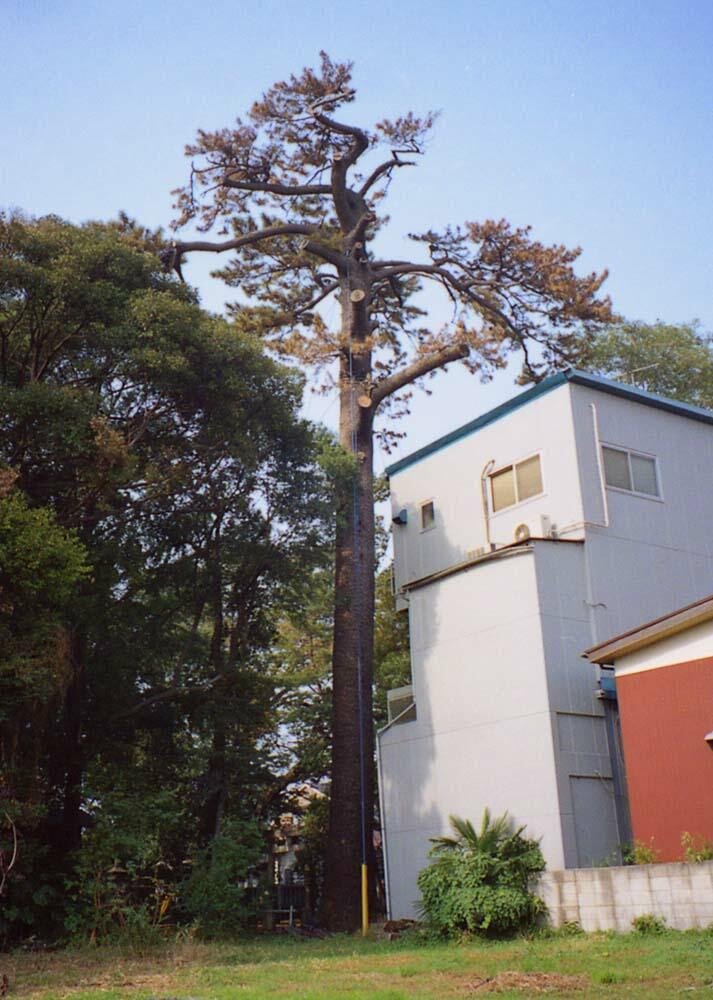 日本の名松 巨松 老松