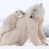 Polar Bear Population Is Declining 