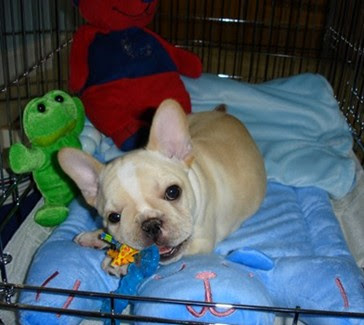 Crate Training your Puppy - French Bulldogs Crate Training