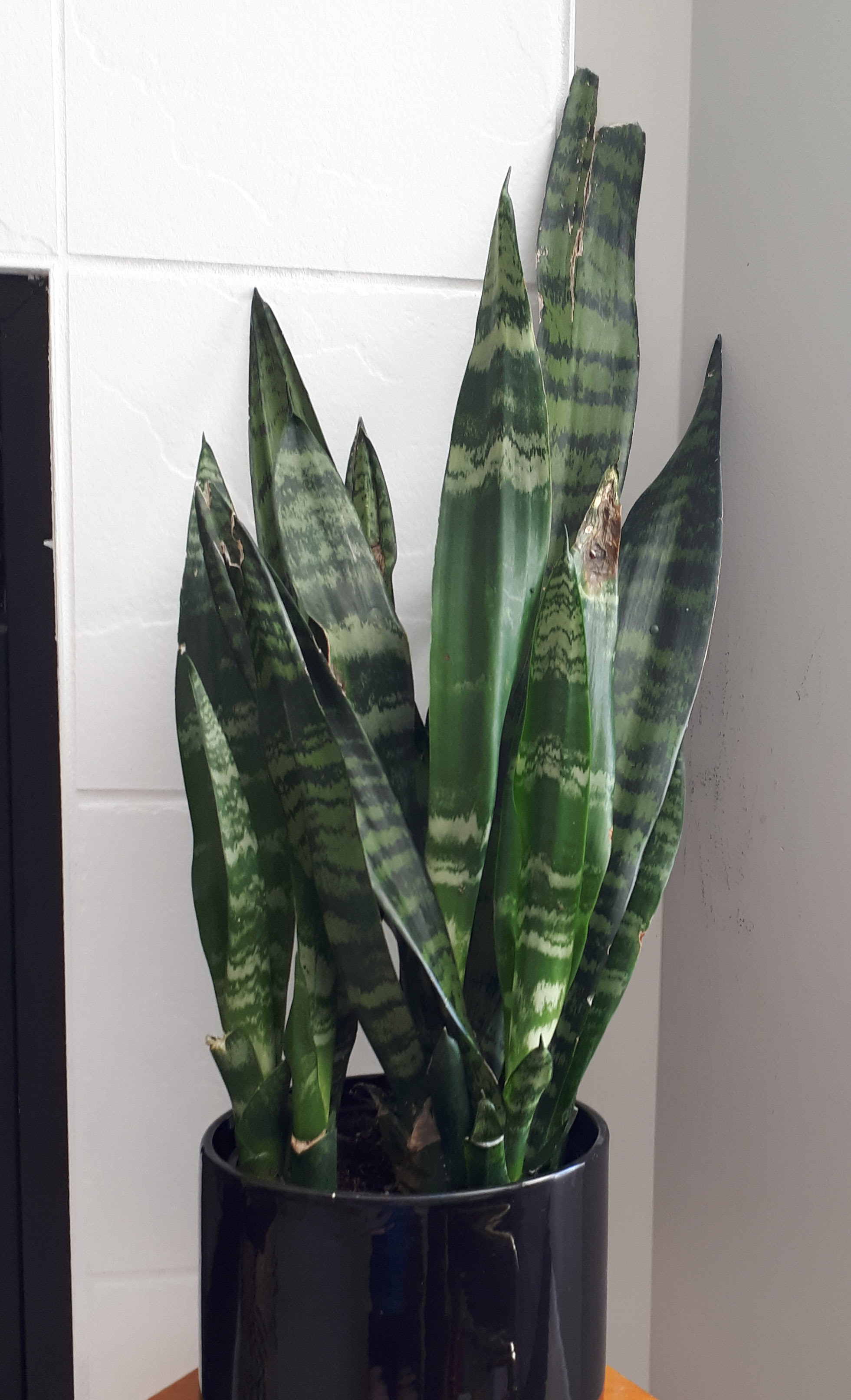 Lizard in a Snake Plant | Staff Profiles