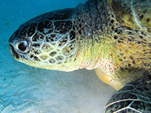Green Turtle