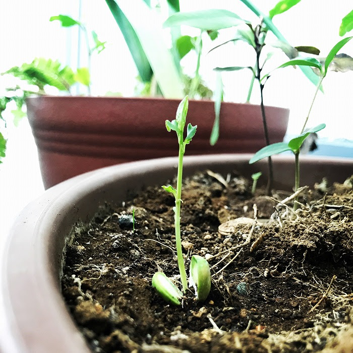 和の木を種からすぐに発芽させる方法 茶室と露地を作るプロジェクト ワカモノキモノ