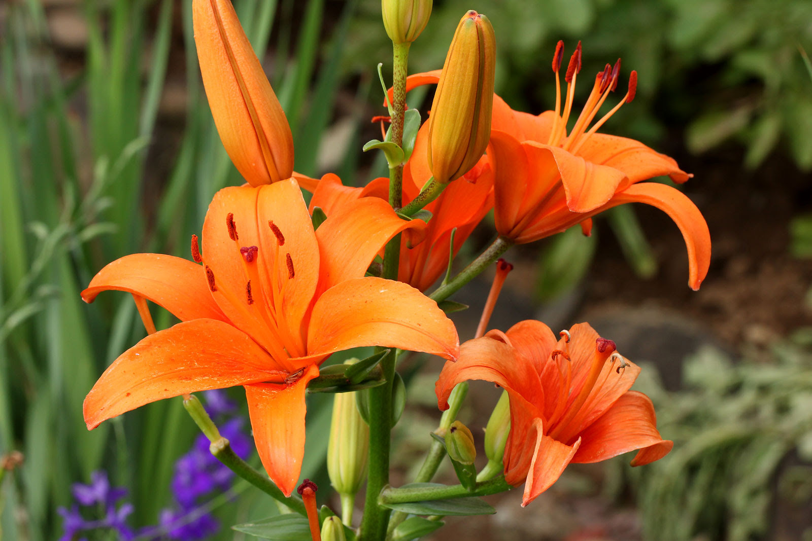 お花の写真集 スカシユリ 透百合