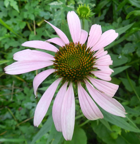 todayflowersDSCN9201