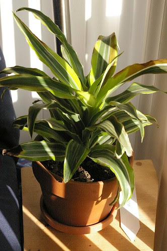 トイレやお風呂にも観葉植物を 選ぶポイントは 水ぐらし
