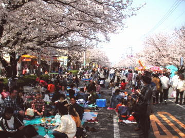 健軍のお茶屋です おちゃいち山陽堂 健軍自衛隊通り桜まつり