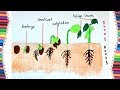 Plant Seed Germination Diagram