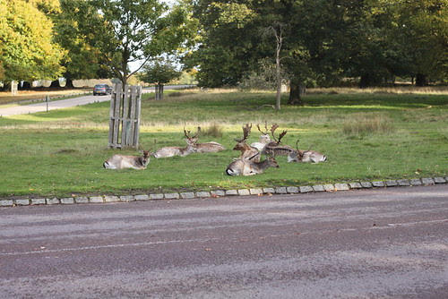 Richmond Park Deer