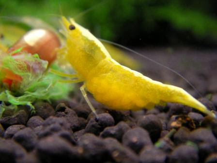 ゴールデンミナミヌマエビの卵 エビと水草とキボーデコ 楽天ブログ