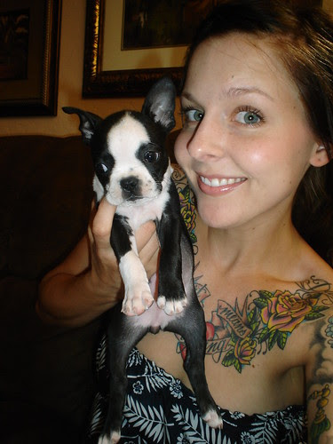 our new baby boston terrier madeline