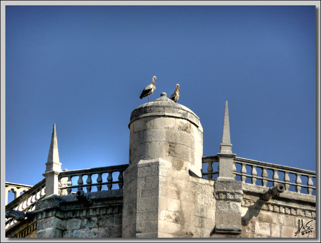 DETALLE CIGUEÑAS EN LA CATEDRAL C